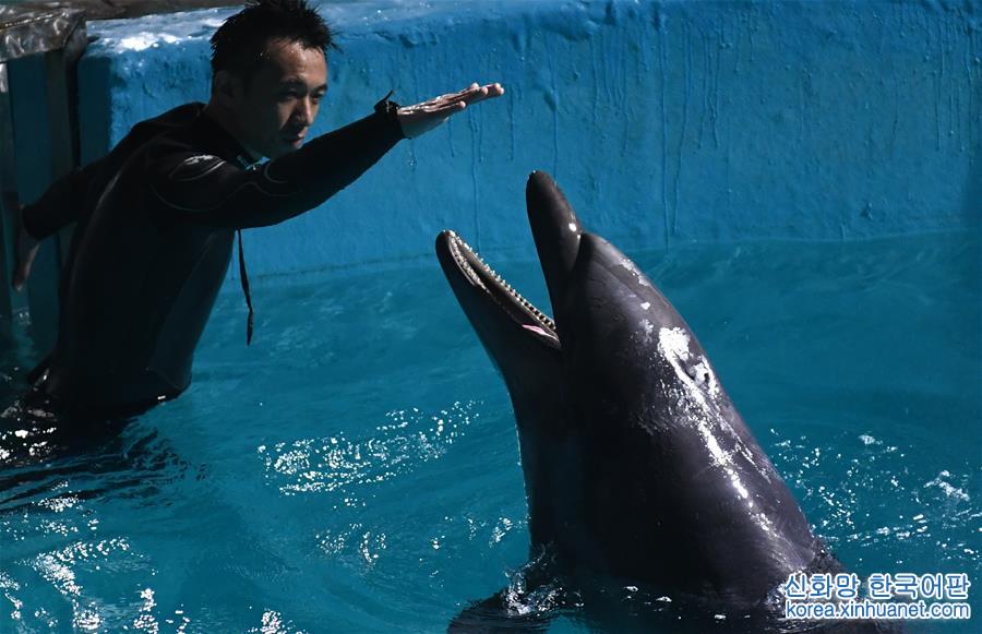 （社会）（3）两头宽吻海豚“定居”哈尔滨