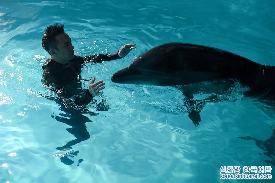 （社會）（4）兩頭寬吻海豚“定居”哈爾濱
