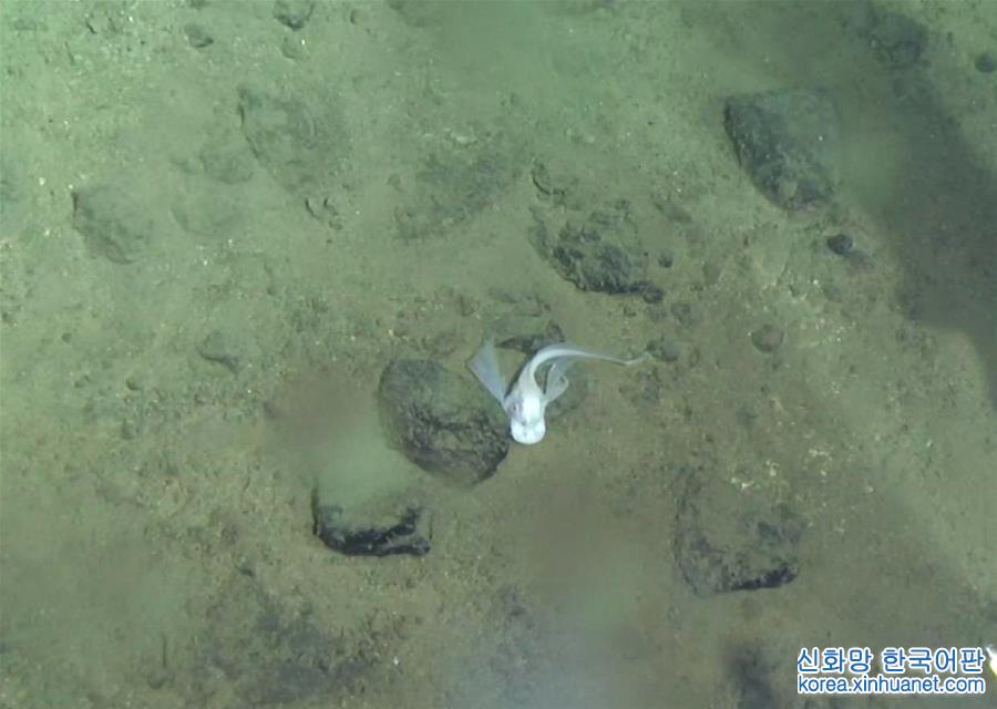 （在世界最深处下潜·图文互动）（4）“蛟龙”号深潜马里亚纳海沟6699米 近距离拍摄狮子鱼深渊游弋珍贵影像 