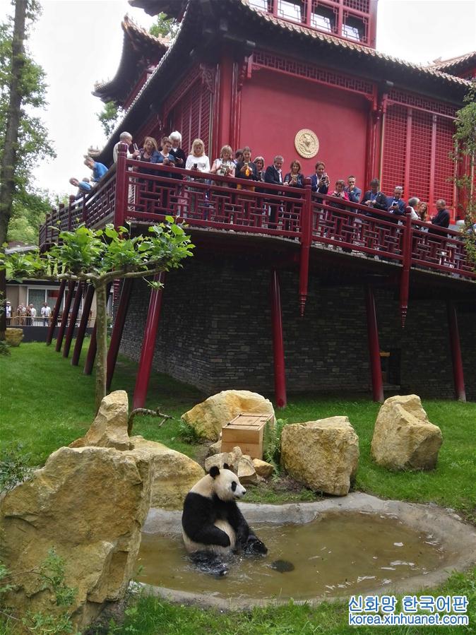 （國際）（1）旅荷大熊貓“星雅”“武雯”首次公開亮相