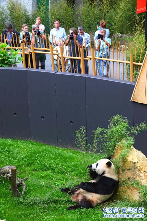 （国际）（2）旅荷大熊猫“星雅”“武雯”首次公开亮相