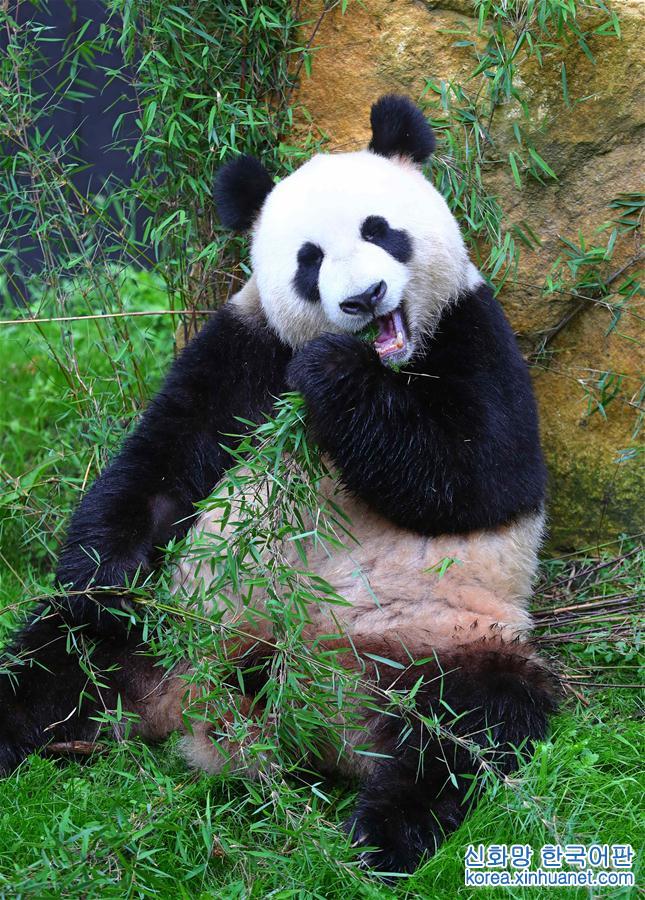 （国际）（3）旅荷大熊猫“星雅”“武雯”首次公开亮相