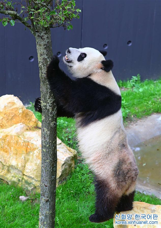 （國際）（5）旅荷大熊貓“星雅”“武雯”首次公開亮相