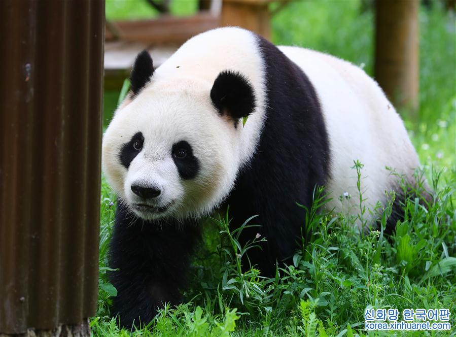 （国际）（7）旅荷大熊猫“星雅”“武雯”首次公开亮相