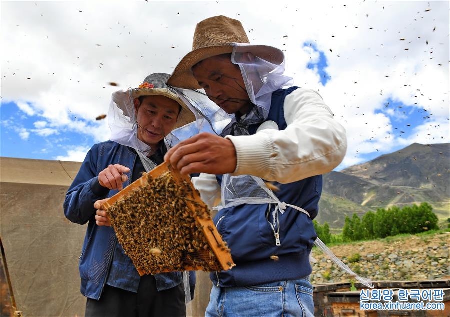 （砥砺奋进的五年）（2）西藏：蜜蜂养殖合作社带动农牧民走上“甜蜜”致富路