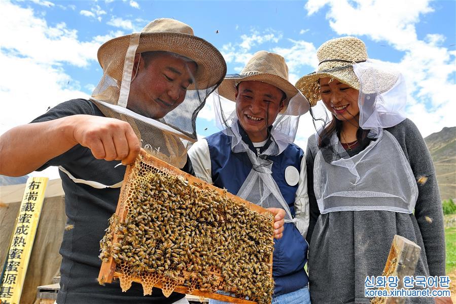 （砥砺奋进的五年）（3）西藏：蜜蜂养殖合作社带动农牧民走上“甜蜜”致富路
