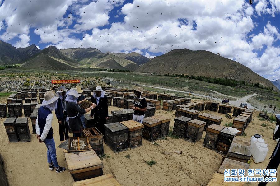 （砥砺奋进的五年）（4）西藏：蜜蜂养殖合作社带动农牧民走上“甜蜜”致富路