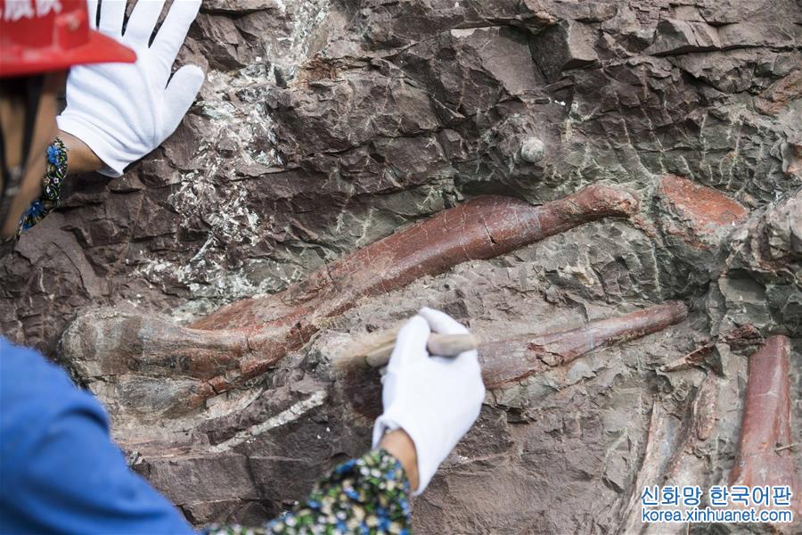 （新华视界）（5）重庆云阳发现世界级恐龙化石群