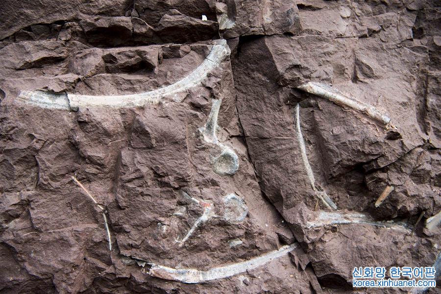 （新华视界）（7）重庆云阳发现世界级恐龙化石群