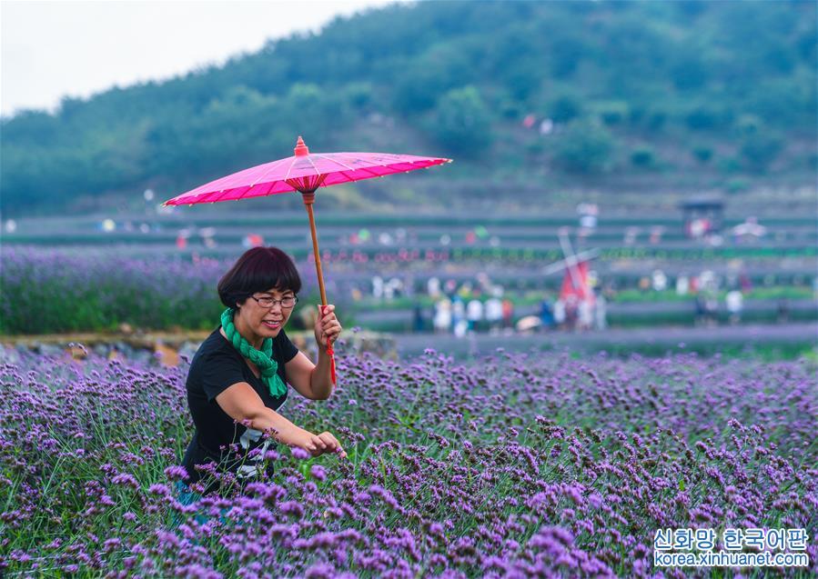 （美丽中国）（2）夏日里的“紫色花海”