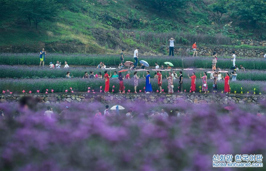 （美丽中国）（4）夏日里的“紫色花海”