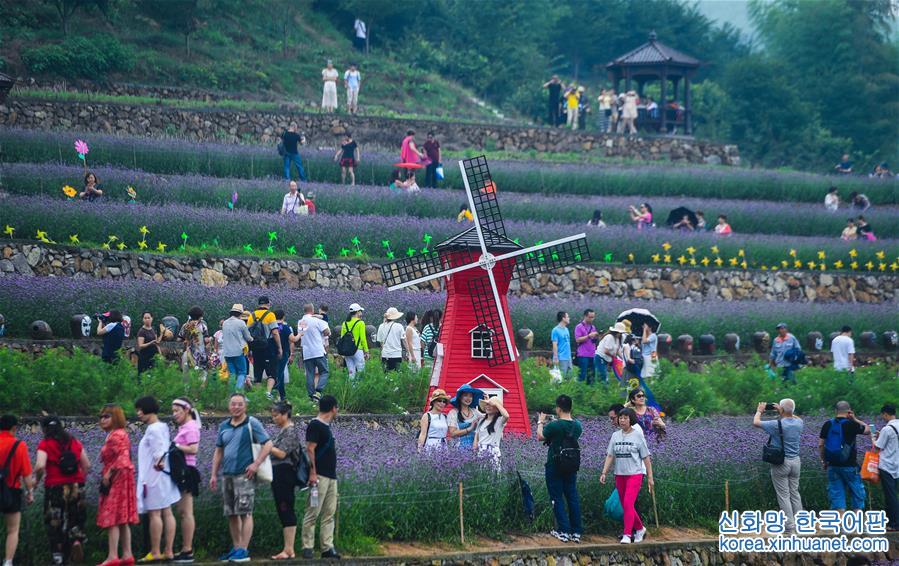 （美丽中国）（6）夏日里的“紫色花海”