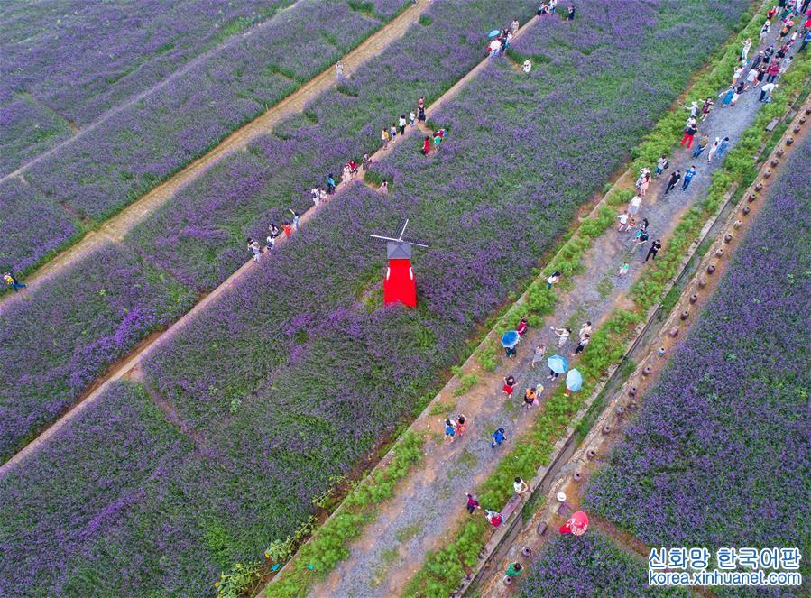 （美丽中国）（7）夏日里的“紫色花海”