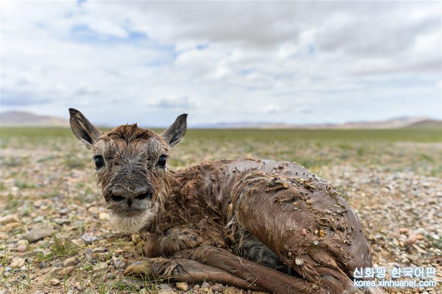 （社会）（5）在“生命禁区”迎接新生——新华社记者首次直击藏羚羊产仔