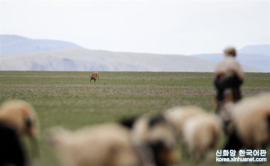 （社会）（13）在“生命禁区”迎接新生——新华社记者首次直击藏羚羊产仔