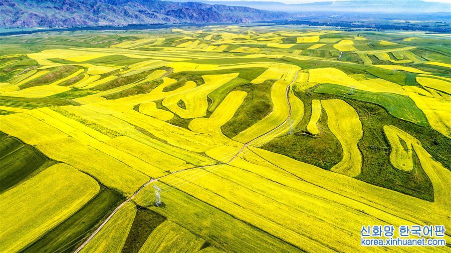 #（空中之眼）（1）新疆伊犁：特克斯县的油菜花海