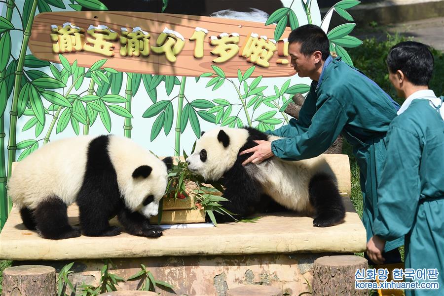 （社会）（1）重庆动物园为双胞胎大熊猫举办1岁生日会