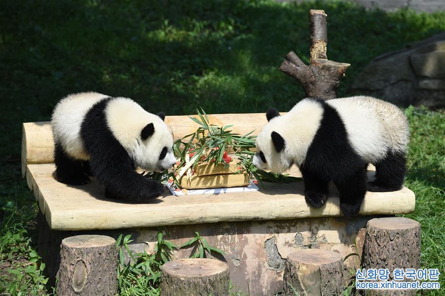 （社会）（3）重庆动物园为双胞胎大熊猫举办1岁生日会