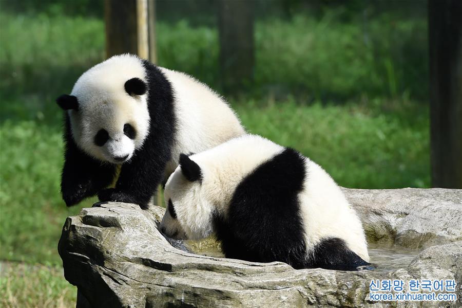 （社会）（4）重庆动物园为双胞胎大熊猫举办1岁生日会