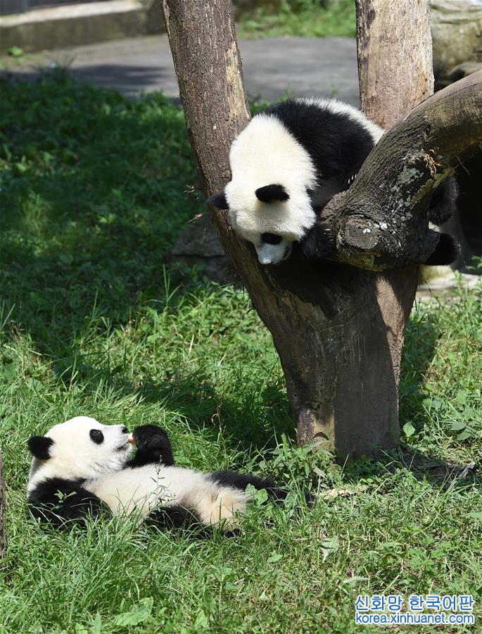 （社会）（5）重庆动物园为双胞胎大熊猫举办1岁生日会