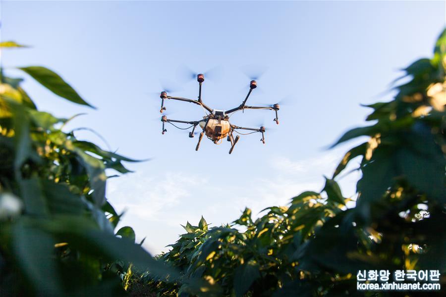 （经济）（2）无人机植保技术助力农业增效