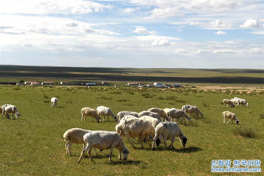 （守望相助70载·壮美亮丽内蒙古）（4）内蒙古优质牛羊肉走上越来越多国人的餐桌