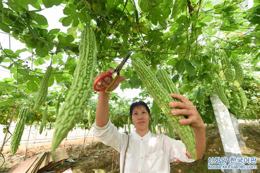 （环境）（2）福建：现代高效农业助力精准扶贫
