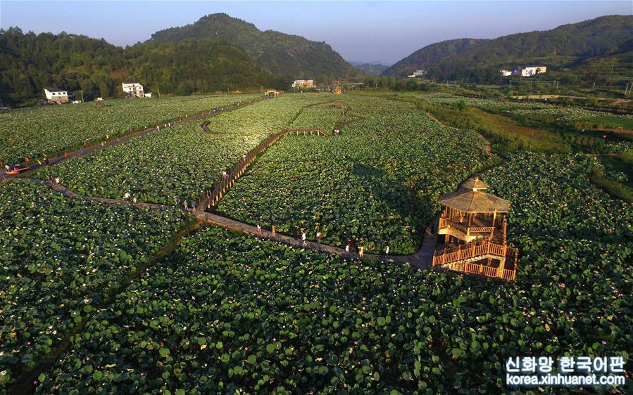 （美丽中国）（2）夏日莲花引客来