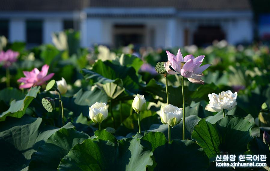 （美丽中国）（3）夏日莲花引客来