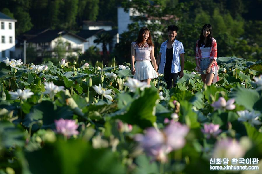 （美丽中国）（5）夏日莲花引客来