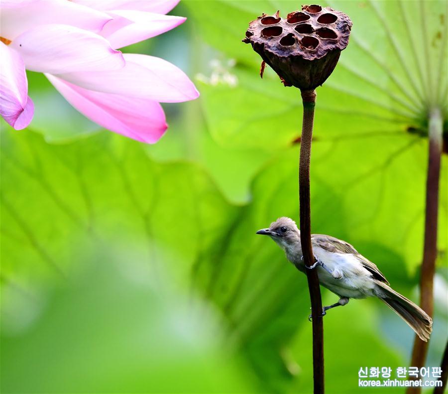 （环境）（2）福州：看花观鸟两相宜