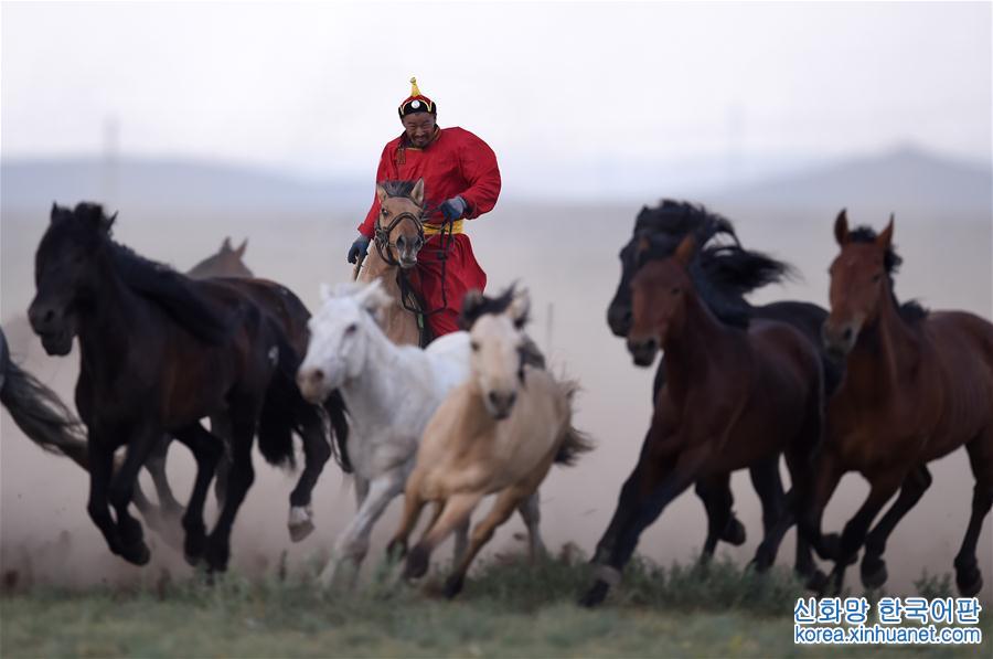 （守望相助70载·壮美亮丽内蒙古）（3）蒙古马逐渐回归中国蒙古族牧民生活