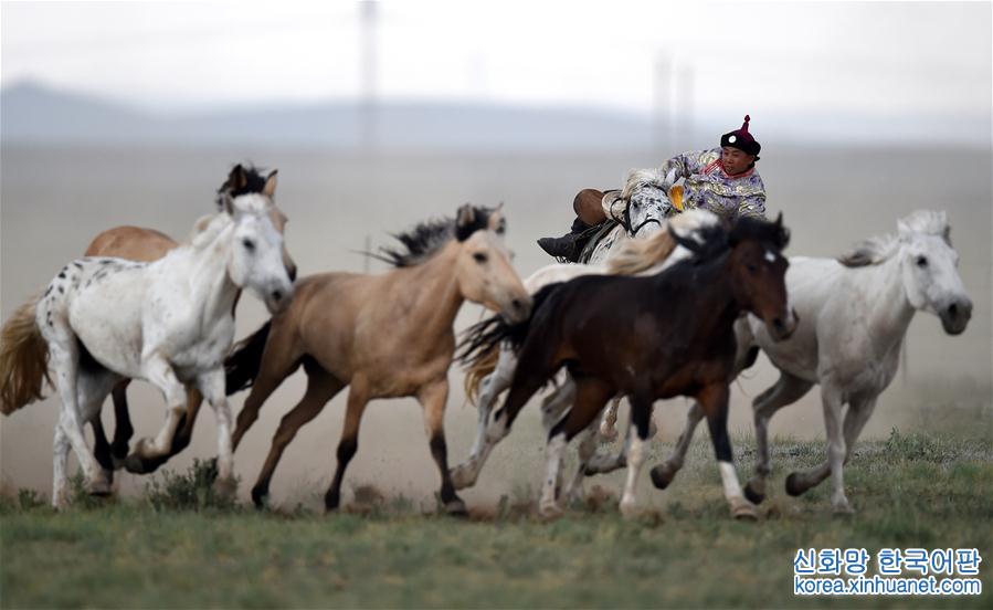 （守望相助70载·壮美亮丽内蒙古）（12）蒙古马逐渐回归中国蒙古族牧民生活