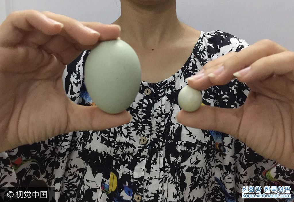 2017年7月24日，福建漳州诏安县的陈女士家的农场里，发现了一枚非常特别的鸡蛋，特别在，它“特别小”。***_***
