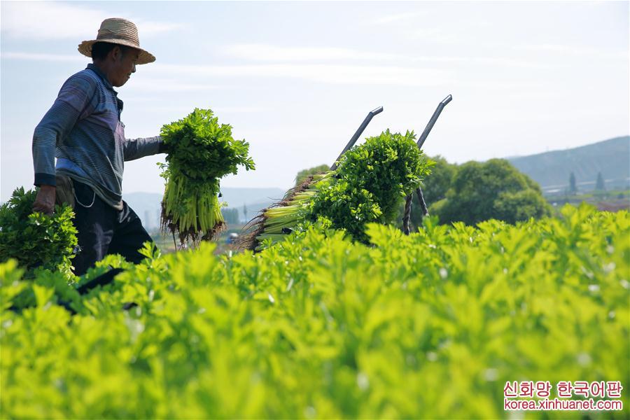 #（经济）（3）甘肃定西：夏季蔬菜采收忙