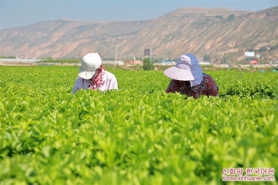 #（经济）（4）甘肃定西：夏季蔬菜采收忙