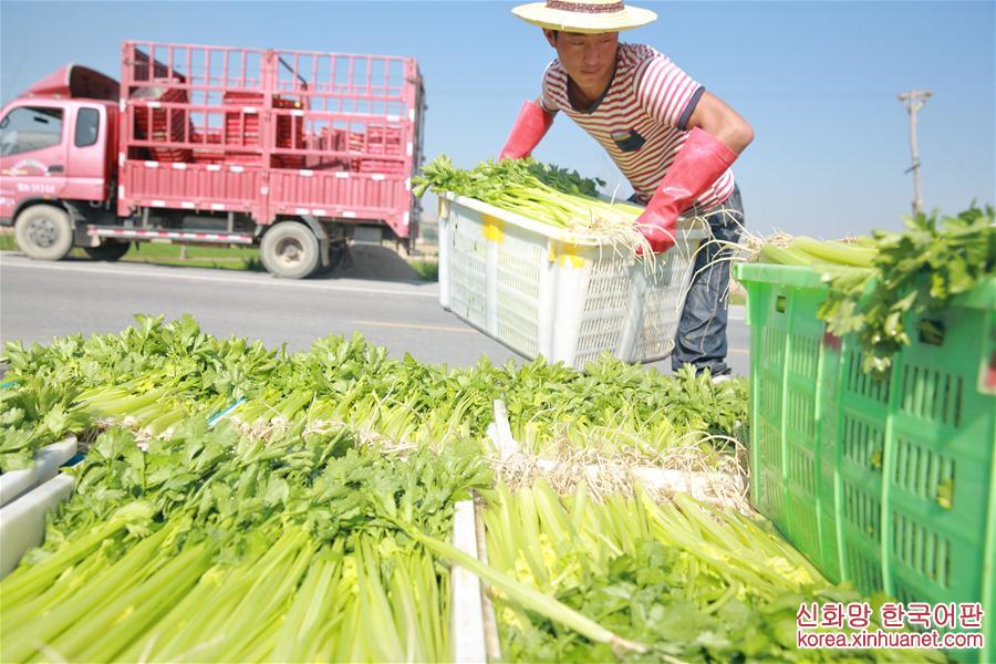 #（经济）（5）甘肃定西：夏季蔬菜采收忙