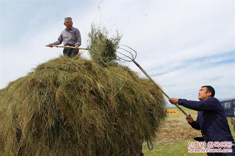 #（经济）（2）新疆巴里坤万亩草场收割忙