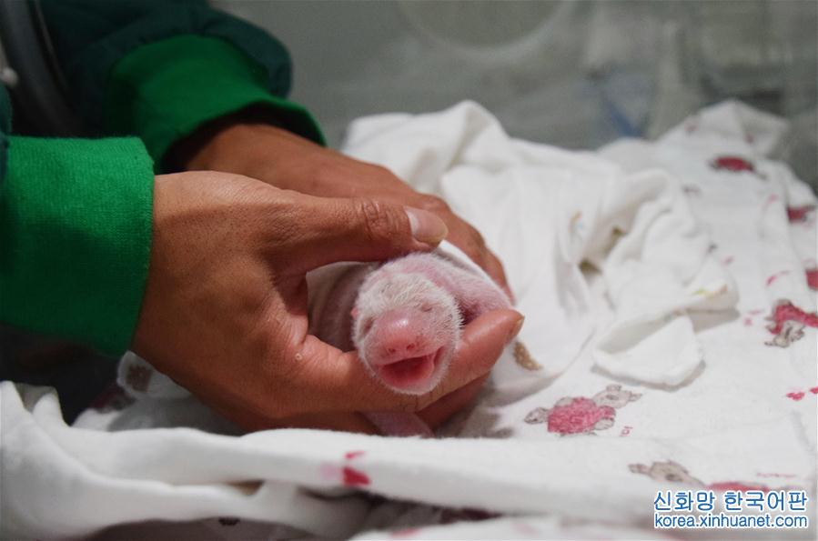 （图文互动）（2）全球首只野外引种大熊猫宝宝诞生