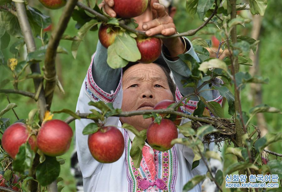 （经济）（1）云南富民——种植果林助农增收致富