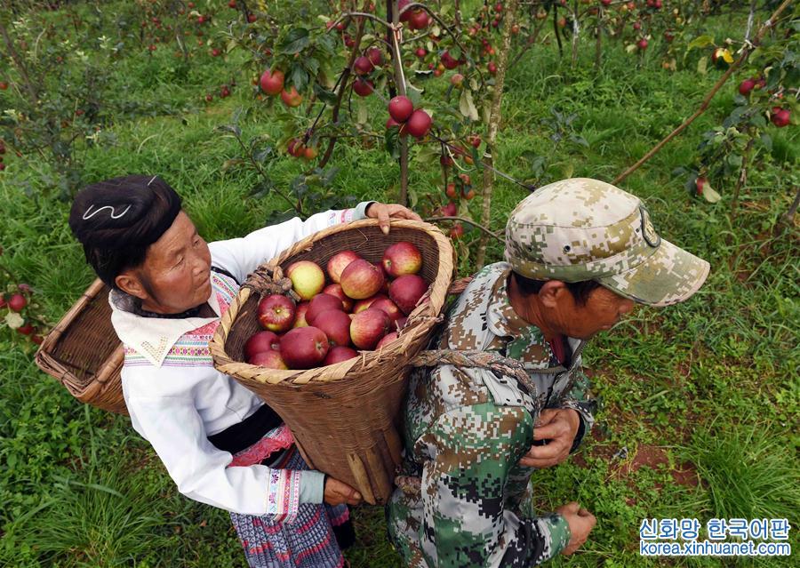 （经济）（3）云南富民——种植果林助农增收致富