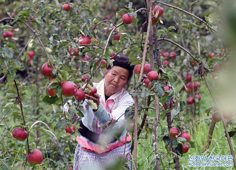 （经济）（4）云南富民——种植果林助农增收致富