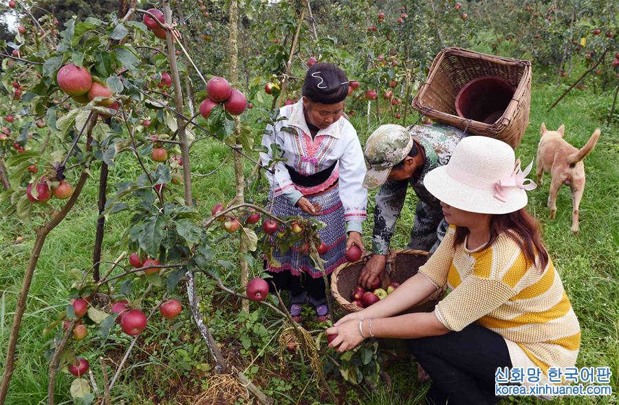 （经济）（5）云南富民——种植果林助农增收致富