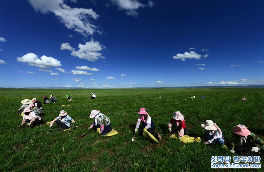 （社会）（1）青海省牧草良种繁殖场迎来收获季