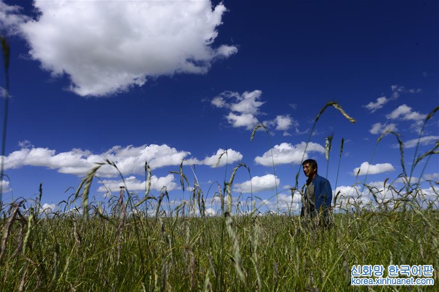 （社会）（4）青海省牧草良种繁殖场迎来收获季