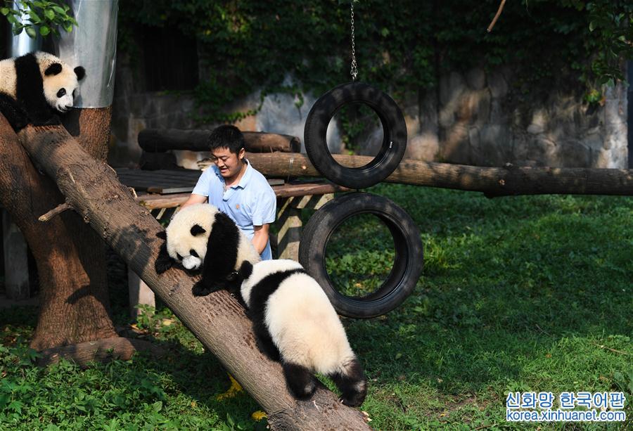 （社会）（3）“大熊猫奶爸”的小幸福
