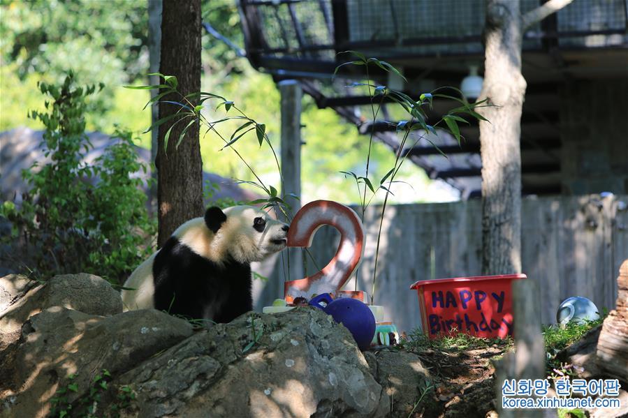 （国际）（1）大熊猫“贝贝”过生日
