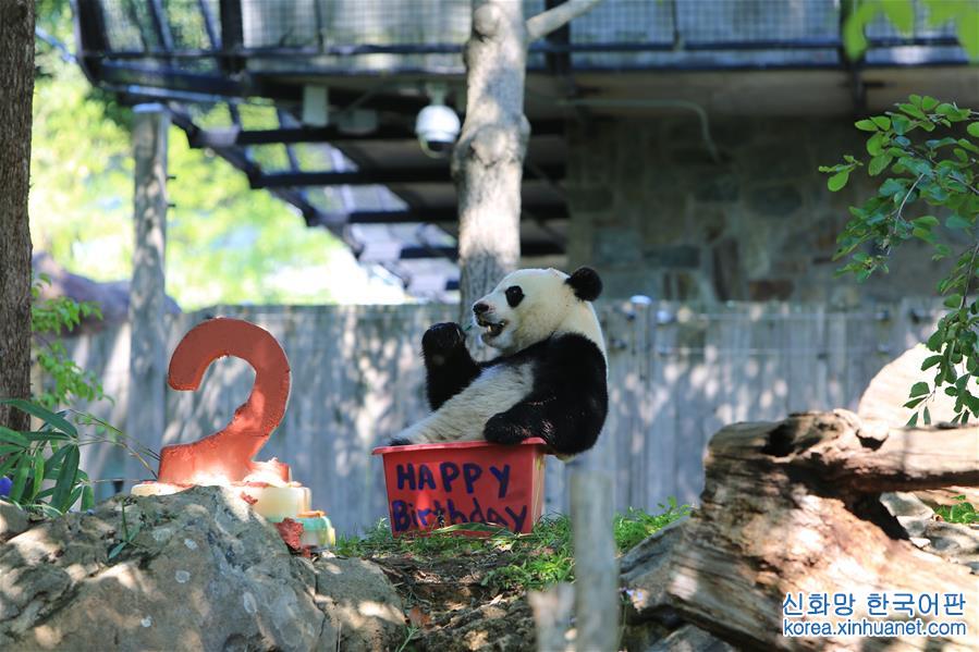 （国际）（2）大熊猫“贝贝”过生日