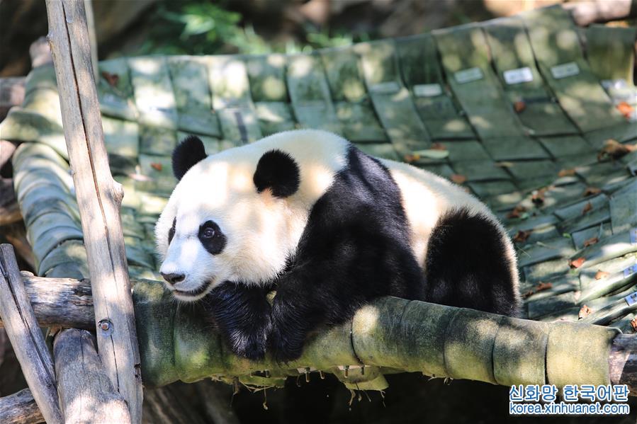 （国际）（3）大熊猫“贝贝”过生日