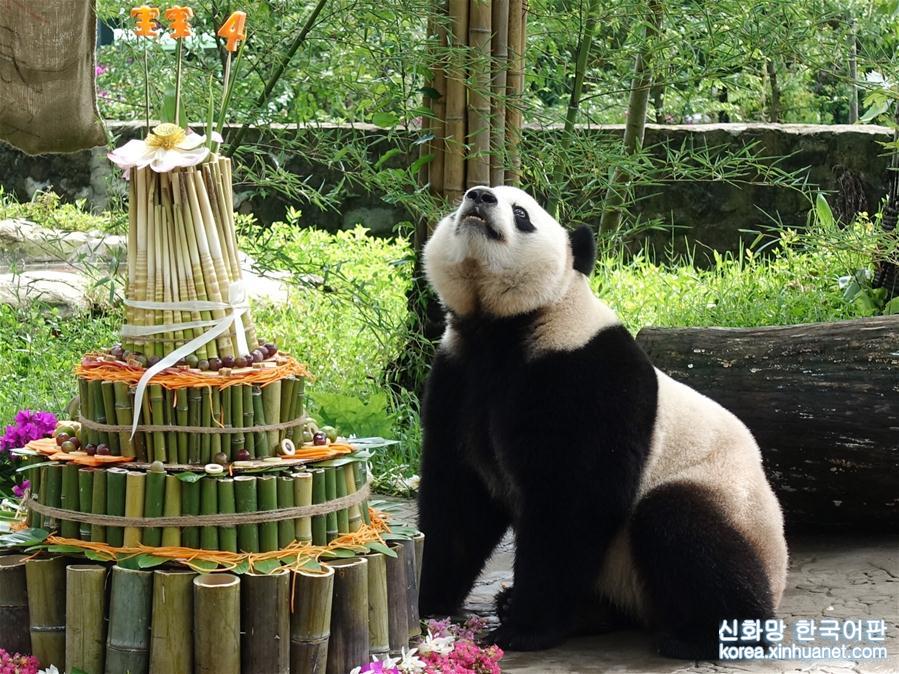 （图文互动）（1）海归大熊猫“宝宝”在家乡欢度4岁生日